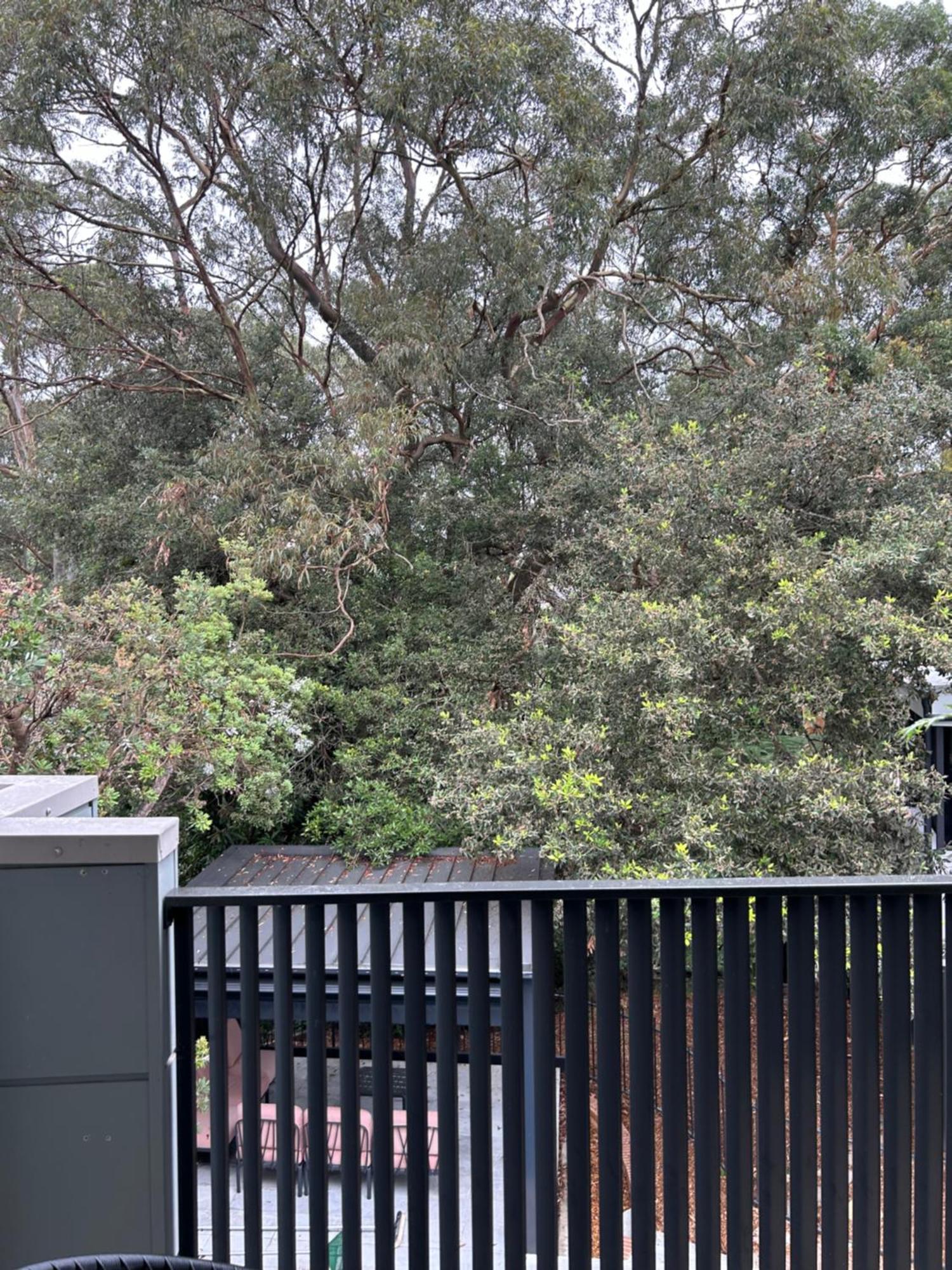 Bushland Setting Close To Sydney Cbd- Stand Alone Apartment Sidney Exterior foto